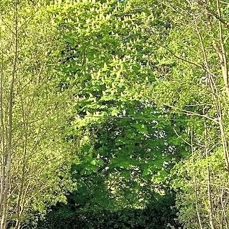 Alder *