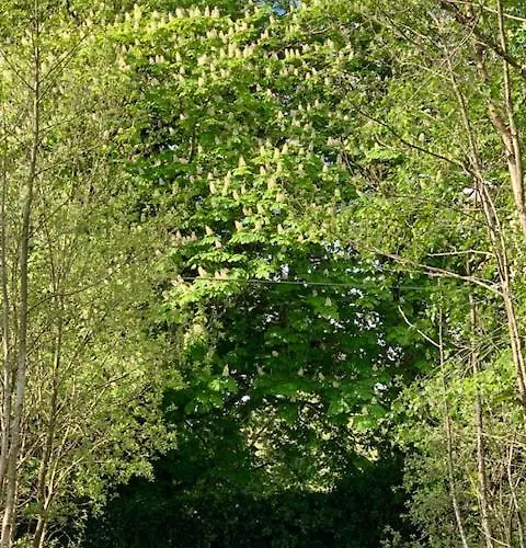 Alder Lodge Kilkenny